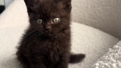 Cute kitten