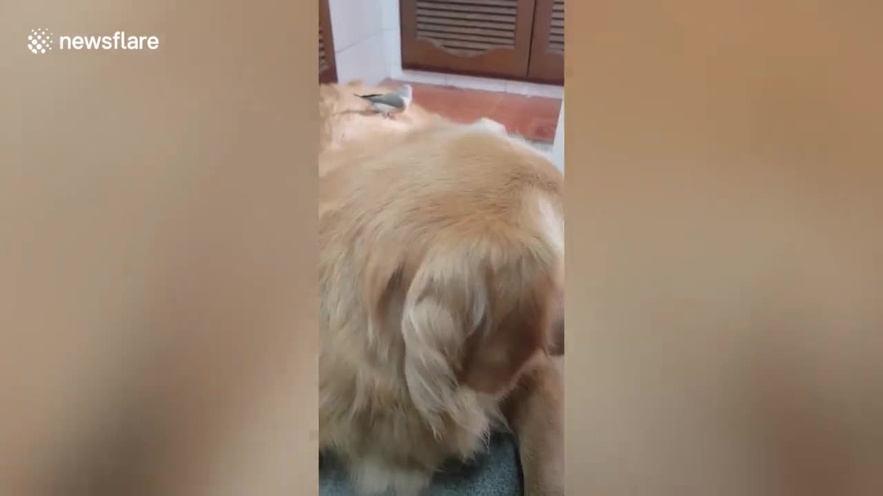 Tiny bird pinches fur off the back of friendly golden retriever