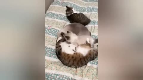20 minutes of adorable cats and kittens videos to keep you smiling