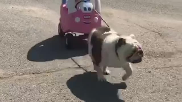 Dog pulls baby in toy