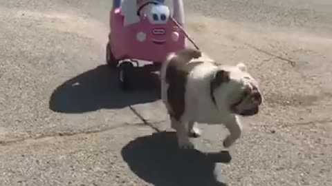 Dog pulls baby in toy