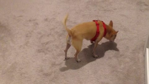 Brown dog rolling around carpet