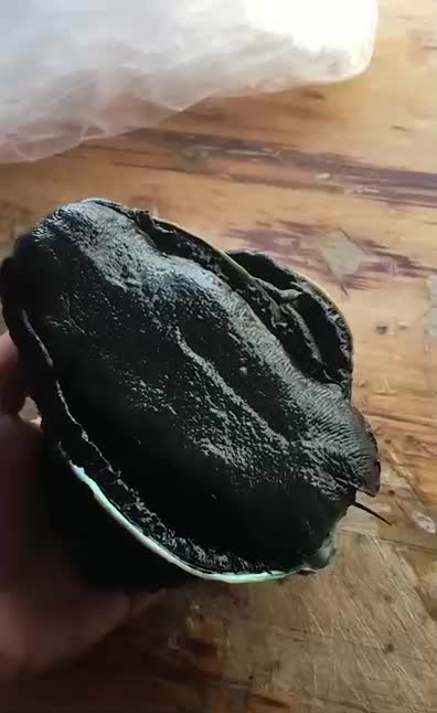 New Zealand abalone wriggling in its shell