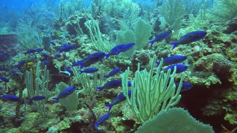 School of Blue Chromis Passing By