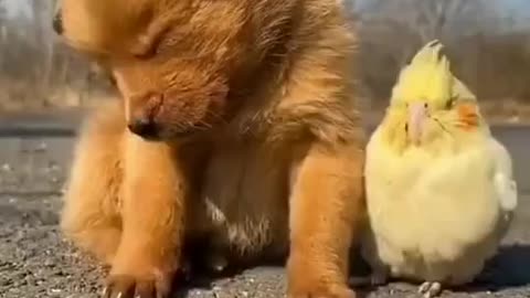 Love vs animal