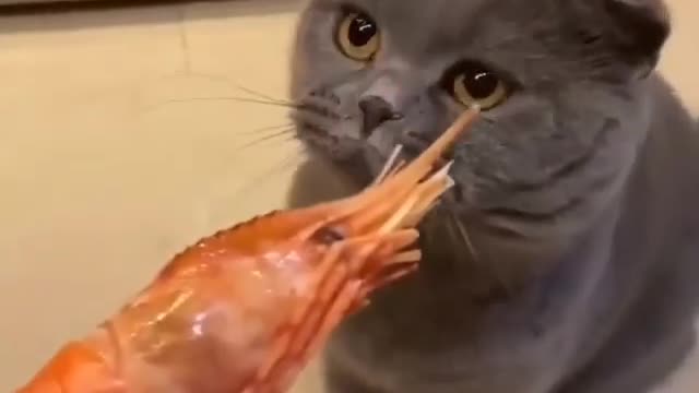 You have never seen such reaction of cat on food