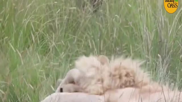 Lion Dad hugs his beautiful cub