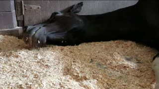 Morningstar Snoozing in Her Stall