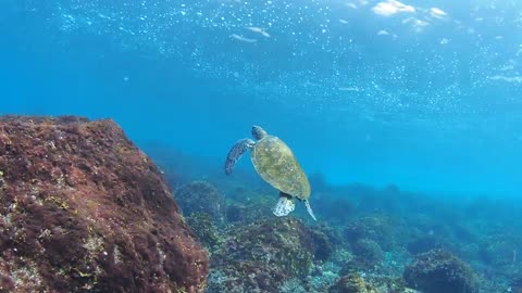 "Deep Sea Delight: Playful Turtles Beneath the Waves"