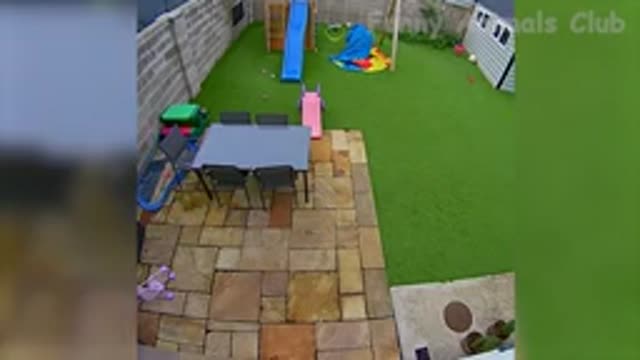 Funny animal videos 2022 -funniest dogs and cats videos