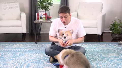 How to Teach your Puppy to INSTANTLY Sit Still and Pay Attention