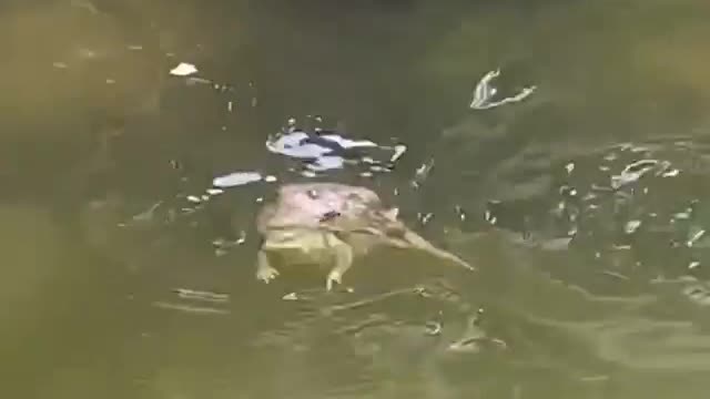 Couple having fun at the lake very funny