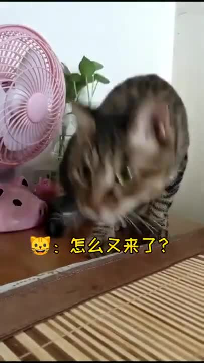 cute cat with songs