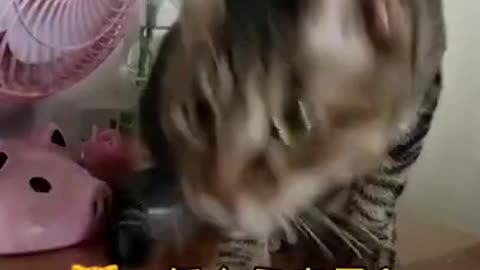 cute cat with songs