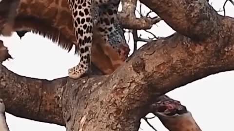 African Leopard -Wildlife creature