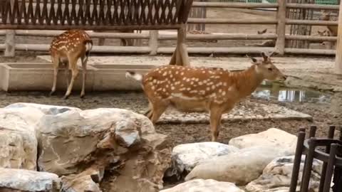 beautiful sika deer