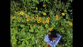 Song of the Wild Blackeyed Susan Flower