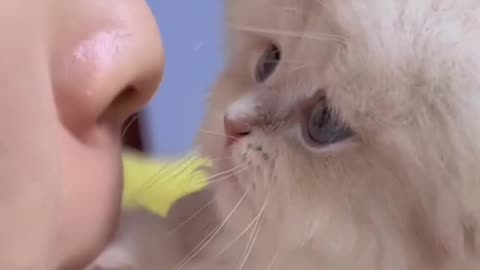 Cute cat