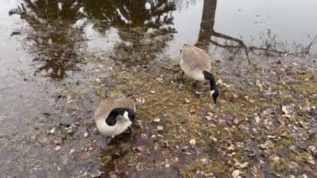 Geese lake