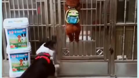 cute puppy opens door.......