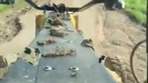 Cat Motor Grader Test video