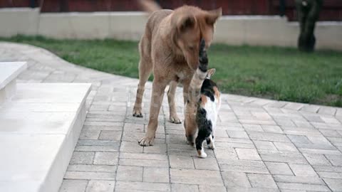 loving cat & dog