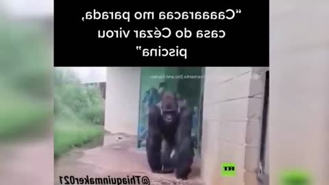 BEST MEMES COMPILATION | 🤣 Try Not to LAUGH Challenge | Dank Memes Compilation #3