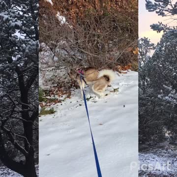 Husky First Snow of The Year