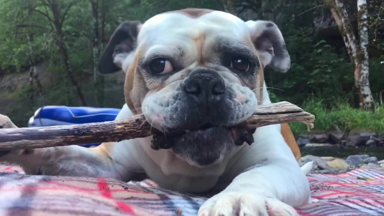 Watch This Adorable Puppy Licking A Wooden Stick On A Trip Go!