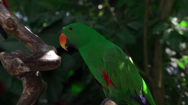 parrot birds