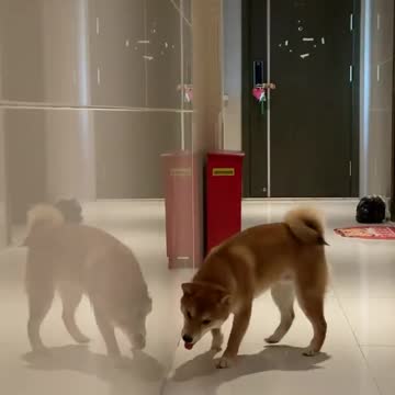 A puppy that fights with itself