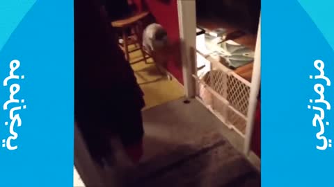Cats are so funny you will die laughing 😂😍