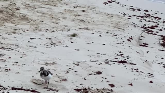 Seabirds on a Beach Near The Sea