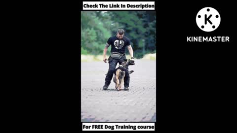 Dog video dog training bast video viral