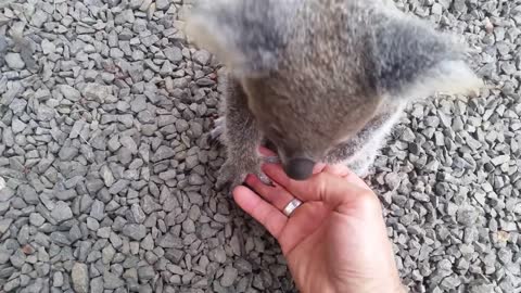 Koala baby rescue-18