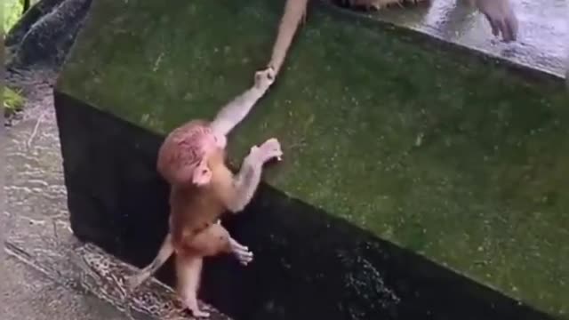 Best Funny Animal Videos of the year 2022