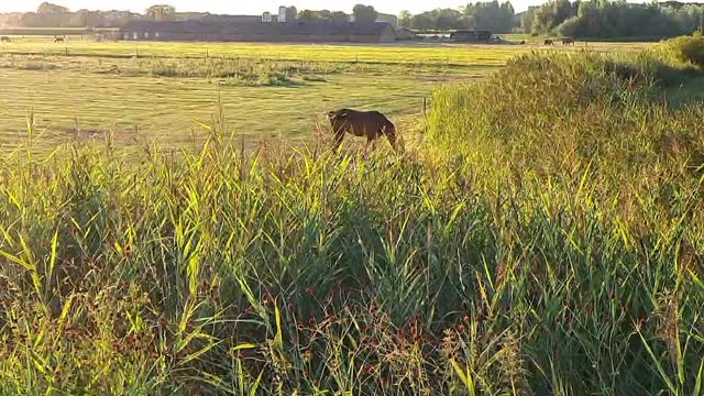 Sunset & Horses (beautifull)