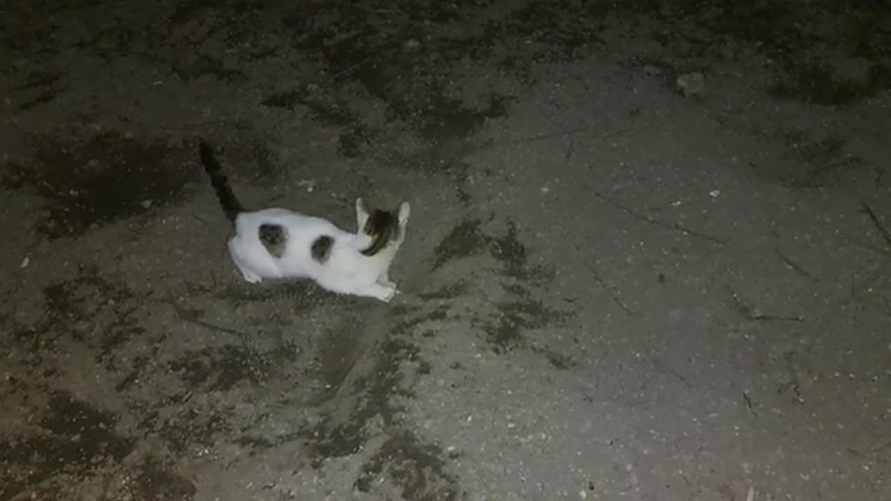 Playful cute cat having fun. Night entertainment.