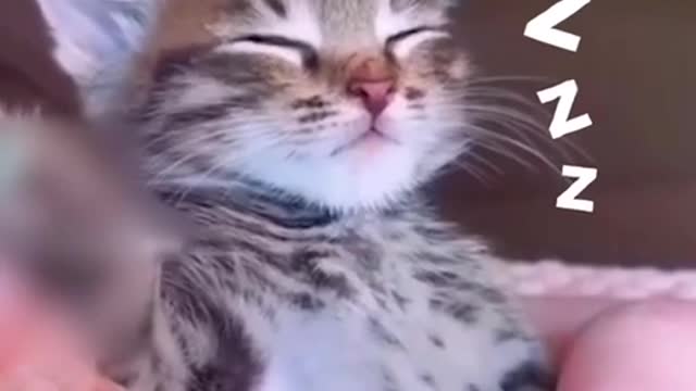 Sleep Kitten Struggles To Stay Awake