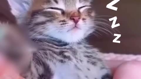 Sleep Kitten Struggles To Stay Awake