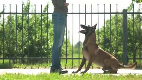 How to teach Your Dogs Stands