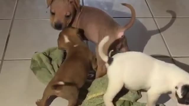 Younger foster puppy plays with foster sibling