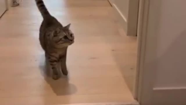 Cat funny moment