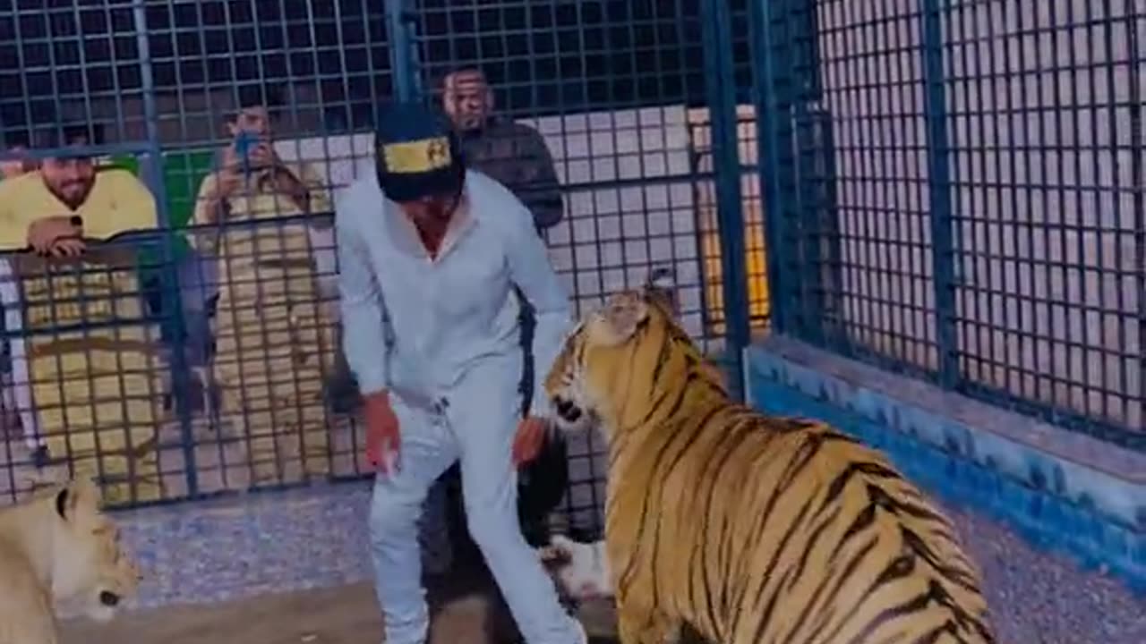 Man challenge to live with lion for 5 Minutes see What Happend?