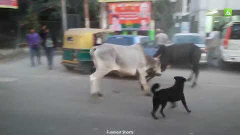 Funny bull