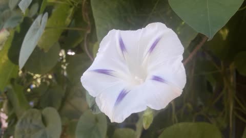 White Morning Glory close up