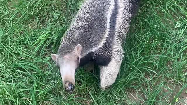 anteaters