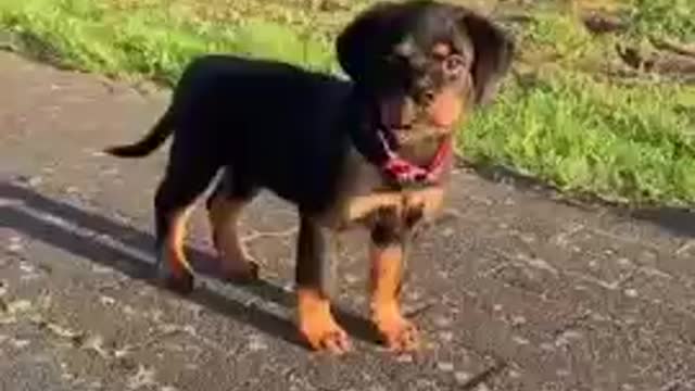 cute puppy to dog