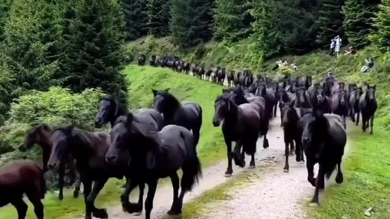 Lots of horses in jungle #shorts #shortvideo #video #virals #videoviral