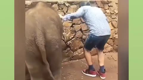 Elephant joke